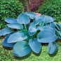 Hosta Bonsai Perennials Plantain Beautiful Lily Flower 200 Seeds