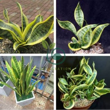 Sansevieria trifasciata Bonsai Succulent Plants 200 Seeds