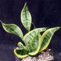 Sansevieria trifasciata Bonsai Succulent Plants 200 Seeds