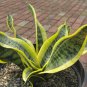 Sansevieria trifasciata Bonsai Succulent Plants 200 Seeds