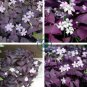 Rare Mixed Oxalis Bonsai Flowers Cuckooflower 400 Seeds