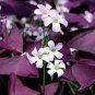 Rare Mixed Oxalis Bonsai Flowers Cuckooflower 400 Seeds