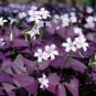 Rare Mixed Oxalis Bonsai Flowers Cuckooflower 400 Seeds