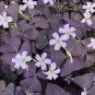 Rare Mixed Oxalis Bonsai Flowers Cuckooflower 400 Seeds