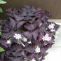 Rare Mixed Oxalis Bonsai Flowers Cuckooflower 400 Seeds