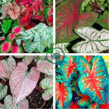 Multiple Colour Thailand Caladium Bonsai 300 Seeds