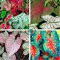 Multiple Colour Thailand Caladium Bonsai 300 Seeds