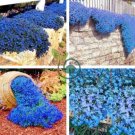 Rainbow Creeping Thyme Plants Blue Rock CRESS Plants 400 Seeds