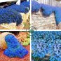 Rainbow Creeping Thyme Plants Blue Rock CRESS Plants 400 Seeds