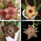 Stapelia pulchella Seeds Stone Cactus 200 Seeds