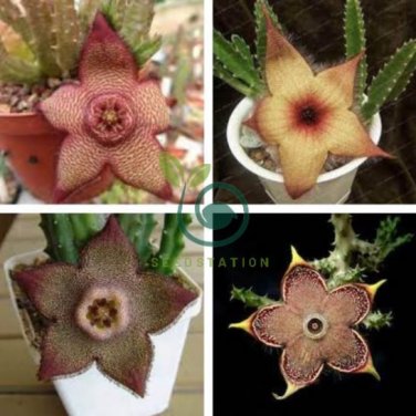 Stapelia pulchella Seeds Stone Cactus 200 Seeds