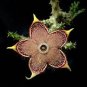 Stapelia pulchella Seeds Stone Cactus 200 Seeds