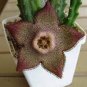 Stapelia pulchella Seeds Stone Cactus 200 Seeds