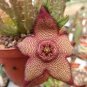Stapelia pulchella Seeds Stone Cactus 200 Seeds