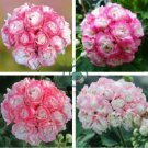 African Rose Geranium Plant 20 Seeds