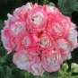 African Rose Geranium Plant 20 Seeds