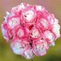 African Rose Geranium Plant 20 Seeds