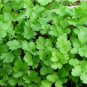 Coriander Heirloom Chinese Parsley 300 Seeds