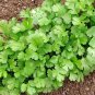 Coriander Heirloom Chinese Parsley 300 Seeds