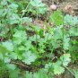 Coriander Heirloom Chinese Parsley 300 Seeds