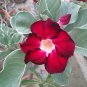 Adenium Dark Red Moon Plant 4 Seeds