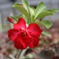 Adenium Dark Red Moon Plant 4 Seeds