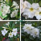 Adenium Purely White Flower 4 Seeds