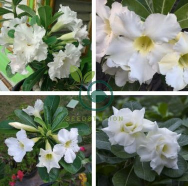 Adenium Purely White Flower 4 Seeds