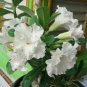 Adenium Purely White Flower 4 Seeds