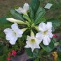 Adenium Purely White Flower 4 Seeds