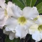 Adenium Purely White Flower 4 Seeds