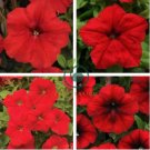 Heirloom Red Garden Petunia Hybrida Annual Flower 120 Seeds
