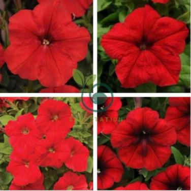 Heirloom Red Garden Petunia Hybrida Annual Flower 120 Seeds
