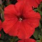 Heirloom Red Garden Petunia Hybrida Annual Flower 120 Seeds