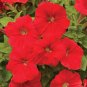 Heirloom Red Garden Petunia Hybrida Annual Flower 120 Seeds