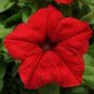 Heirloom Red Garden Petunia Hybrida Annual Flower 120 Seeds