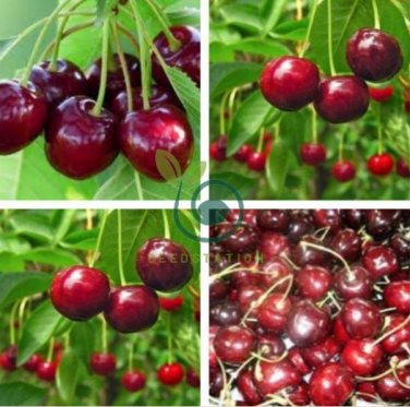 Heirloom Red Middle Sweet Cherry Fruits 12 Seeds