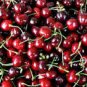 Heirloom Red Middle Sweet Cherry Fruits 12 Seeds