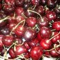 Heirloom Red Middle Sweet Cherry Fruits 12 Seeds