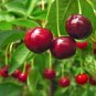 Heirloom Red Middle Sweet Cherry Fruits 12 Seeds