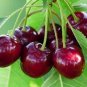 Heirloom Red Middle Sweet Cherry Fruits 12 Seeds
