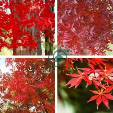 Heirloom Chinese Xiangshan Red Maple Tree 40 Seeds