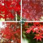 Heirloom Chinese Xiangshan Red Maple Tree 40 Seeds