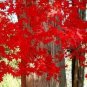 Heirloom Chinese Xiangshan Red Maple Tree 40 Seeds