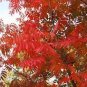 Heirloom Chinese Xiangshan Red Maple Tree 40 Seeds