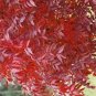 Heirloom Chinese Xiangshan Red Maple Tree 40 Seeds