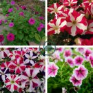 Petunia Heirloom Harvest 400 Seeds