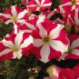 Petunia Heirloom Harvest 400 Seeds