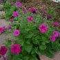 Petunia Heirloom Harvest 400 Seeds