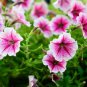 Petunia Heirloom Harvest 400 Seeds